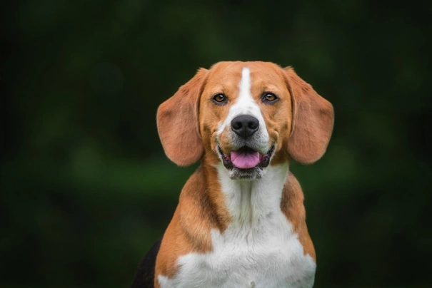 Bígl Dogs Informace - velikost, povaha, délka života & cena | iFauna