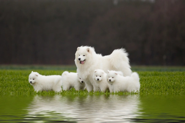 Samoyed size best sale