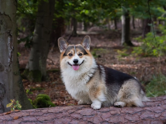 Welsh Corgi Pembroke Dogs Raza - Características, Fotos & Precio | MundoAnimalia