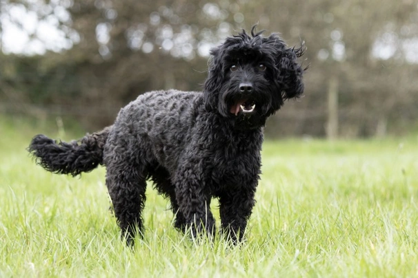 Cockapoo Dogs Breed | Facts, Information and Advice | Pets4Homes