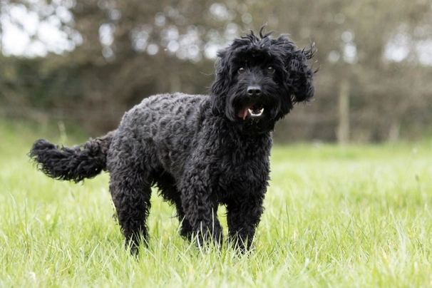 Black cockapoo sale dog