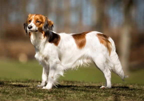 Pequeño Perro Holandes para la Caza Acuática Dogs Raza - Características, Fotos & Precio | MundoAnimalia