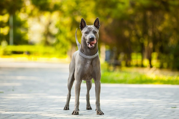 Grey best sale thai ridgeback