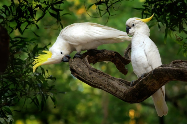 Kakadu žlutočečelatý Birds Informace - velikost, povaha, délka života & cena | iFauna