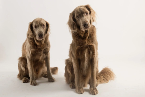 Golden best sale retriever weimaraner