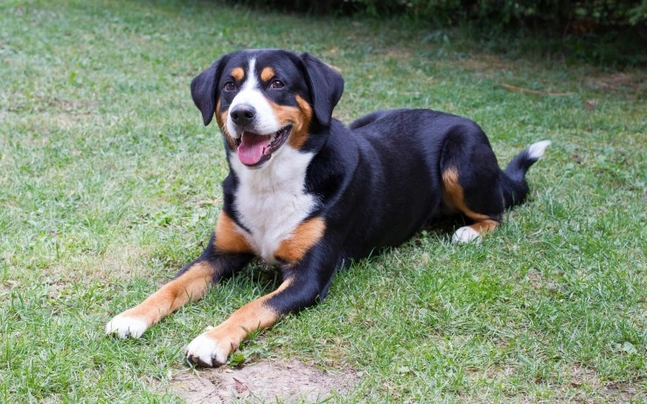 Entlebucher Sennenhond Dogs Ras: Karakter, Levensduur & Prijs | Puppyplaats