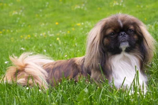 Pekingees Dogs Ras: Karakter, Levensduur & Prijs | Puppyplaats