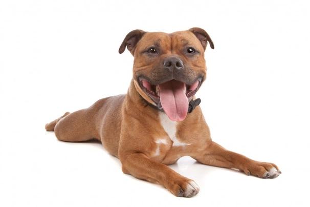 Staffordshire bull sales terrier pets4homes