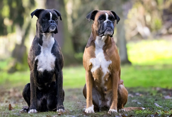 Německý boxer Dogs Informace - velikost, povaha, délka života & cena | iFauna