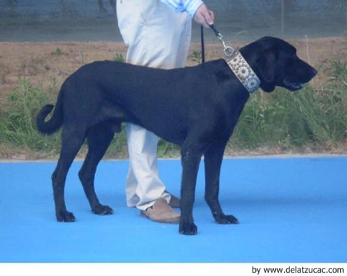 Ca de Bestiar - Perro de Pastor Mallorquín Dogs Raza - Características, Fotos & Precio | MundoAnimalia