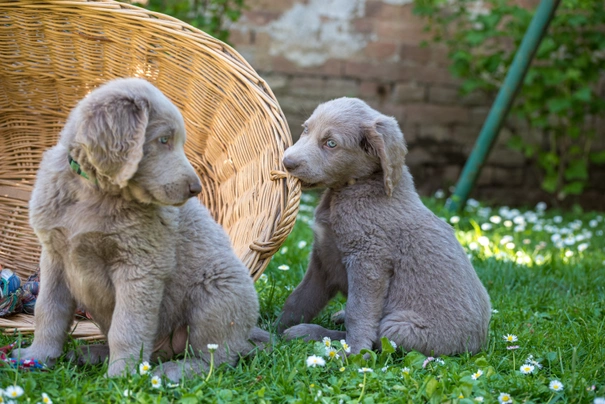 Il cucciolo di cane di weimar fa un pisolino davanti alla