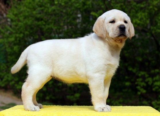 Labra breed best sale dog price