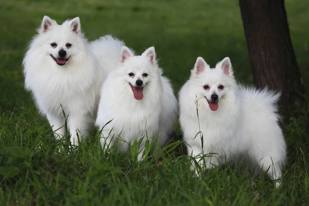 Italský volpino Dogs Informace - velikost, povaha, délka života & cena | iFauna