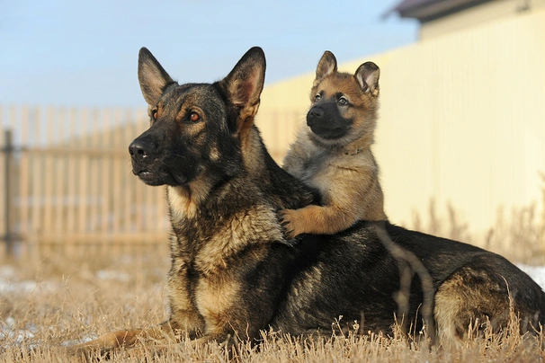 Německý ovčák Dogs Informace - velikost, povaha, délka života & cena | iFauna