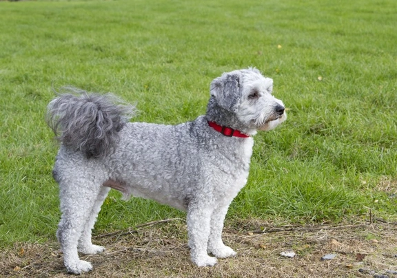 Bichon frise store poodle mix price