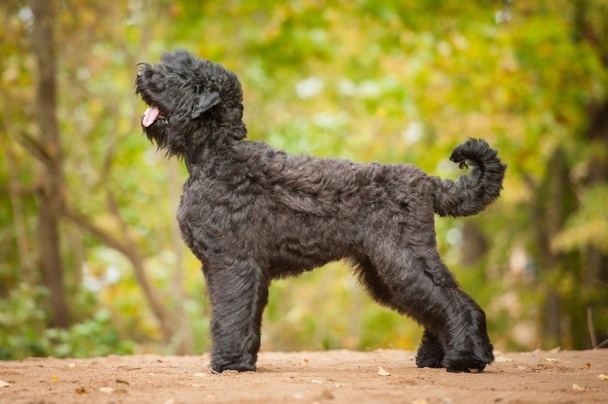 Terrier Negro Ruso Dogs Raza | Datos, Aspectos destacados y Consejos de compra | MundoAnimalia