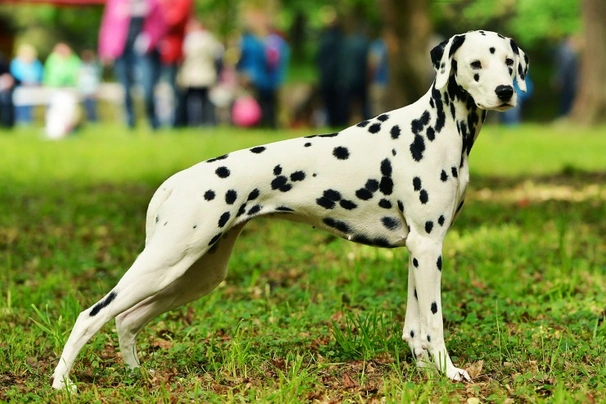 Dalmata Cani Razza - Prezzo, Temperamento & Foto