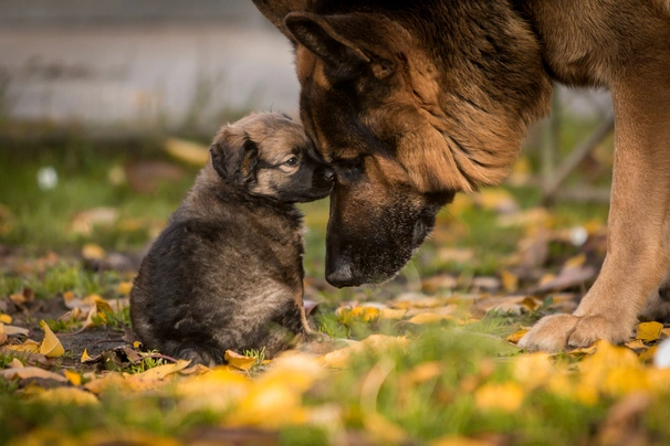 Německý ovčák Dogs Informace - velikost, povaha, délka života & cena | iFauna