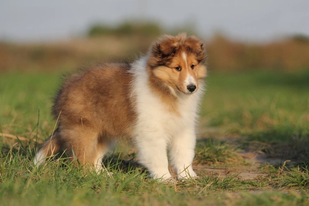 Buy sheltie sale puppy