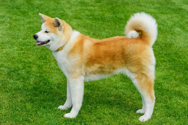 Japanese akita best sale inu temperament