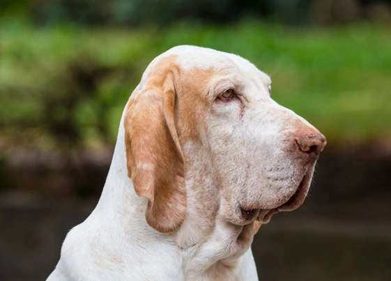Bracco Italiano Dogs Breed | Facts, Information and Advice | Pets4Homes