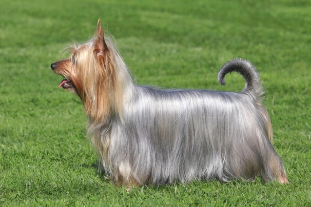 Silky Terrier Dogs Raza - Características, Fotos & Precio | MundoAnimalia