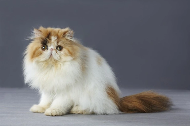 Persian Cats Breed | Facts, Information and Advice | Pets4Homes