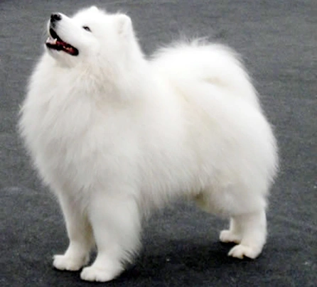 que significa samoyedo