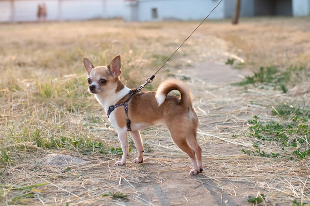 Chihuahua Dogs Razza - Prezzo, Temperamento & Foto | AnnunciAnimali