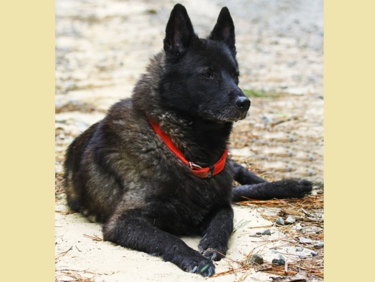 Elkhound Noruego Gris Dogs Raza - Características, Fotos & Precio | MundoAnimalia