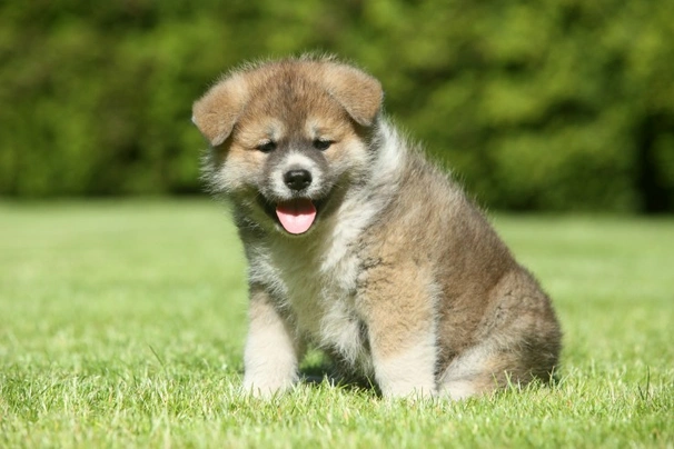 Japanese Shiba Inu Dogs Breed - Information, Temperament, Size & Price | Pets4Homes