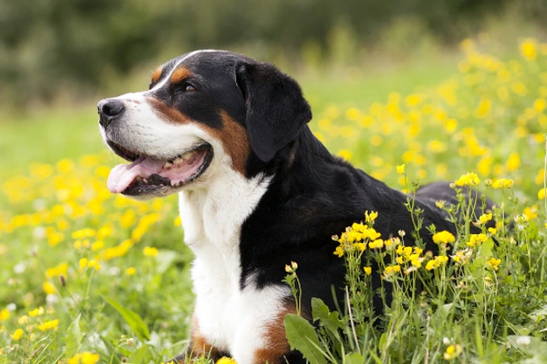 Greater Swiss Mountain Dog Dogs Breed - Information, Temperament, Size & Price | Pets4Homes