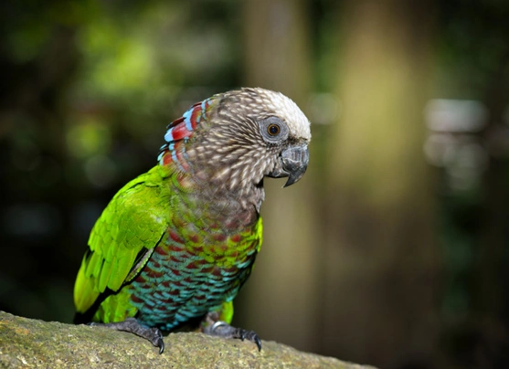 Amazoňan vějířový Birds Informace - velikost, povaha, délka života & cena | iFauna