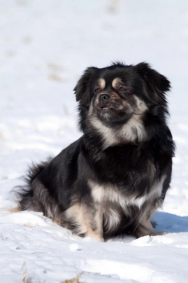 Tibetský španěl Dogs Informace - velikost, povaha, délka života & cena | iFauna