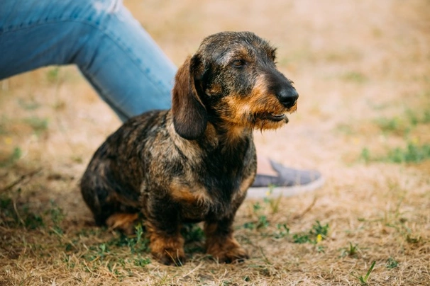 Jezevčík Dogs Informace - velikost, povaha, délka života & cena | iFauna