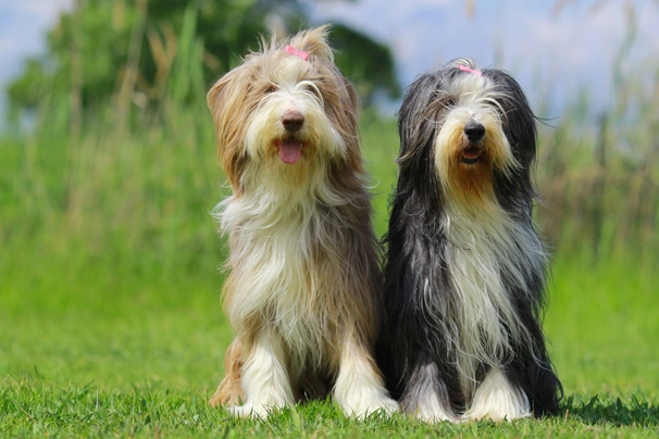 Bearded Collie Dogs Ras: Karakter, Levensduur & Prijs | Puppyplaats