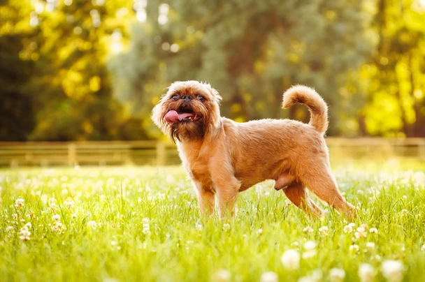 Grifonek bruselský Dogs Informace - velikost, povaha, délka života & cena | iFauna