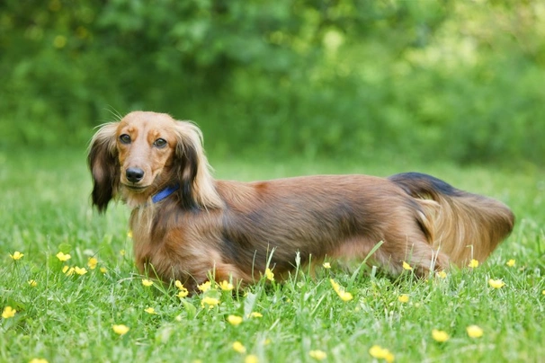 Miniature long hotsell haired dachshund price