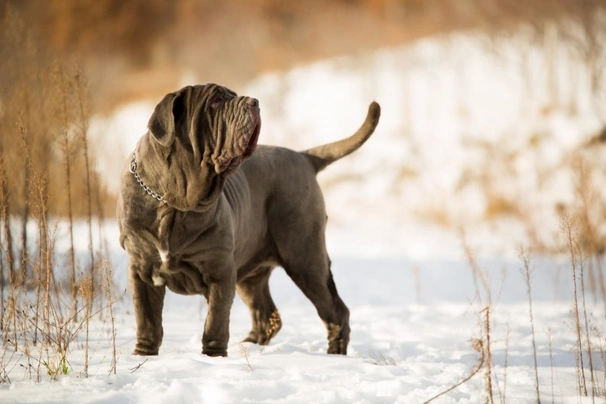 Neapolský mastin Dogs Informace - velikost, povaha, délka života & cena | iFauna