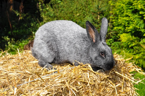 Argente Rabbits Breed - Information, Temperament, Size & Price | Pets4Homes