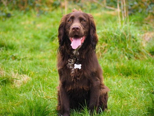 Sprocker Spaniel Dogs Raza - Características, Fotos & Precio | MundoAnimalia