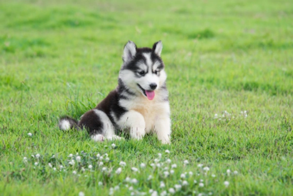 Average price sale of husky puppy