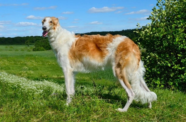 Borzoi Dogs Raza - Características, Fotos & Precio | MundoAnimalia