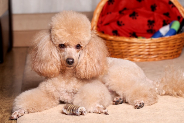 Miniature poodle cheap cost