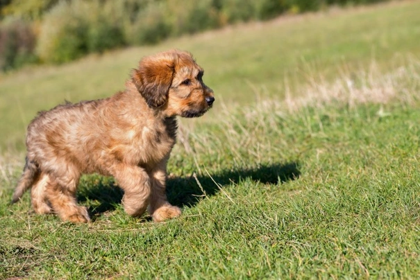 Briard store dog cost