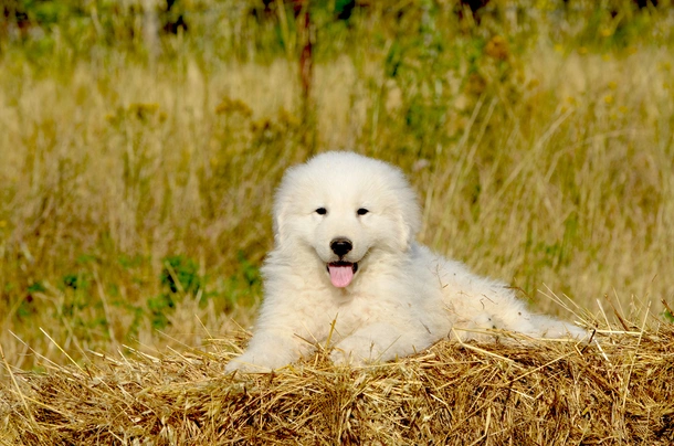 Maremmansko-abruzský pastevecký pes Dogs Plemeno / Druh: Povaha, Délka života & Cena | iFauna