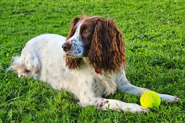 Sprocker Spaniel Dogs Raza - Características, Fotos & Precio | MundoAnimalia