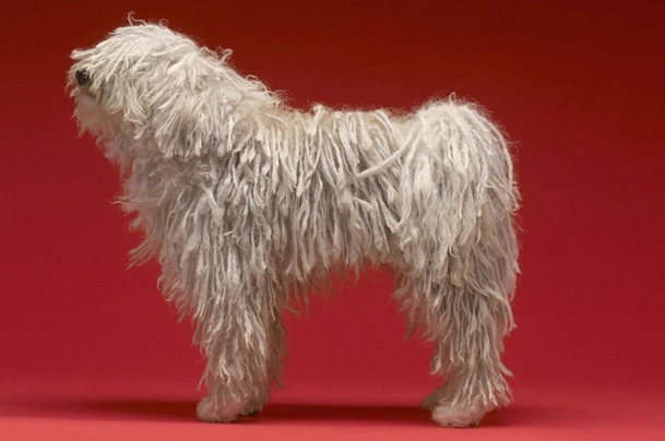 Puli Dogs Informace - velikost, povaha, délka života & cena | iFauna