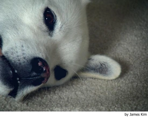 Perro Jindo Coreano Dogs Raza - Características, Fotos & Precio | MundoAnimalia