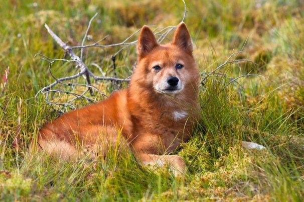 Finský špic Dogs Informace - velikost, povaha, délka života & cena | iFauna